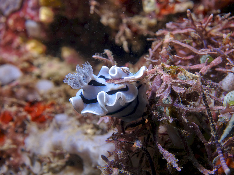 Nudibranch, St. Christopher Wreck
